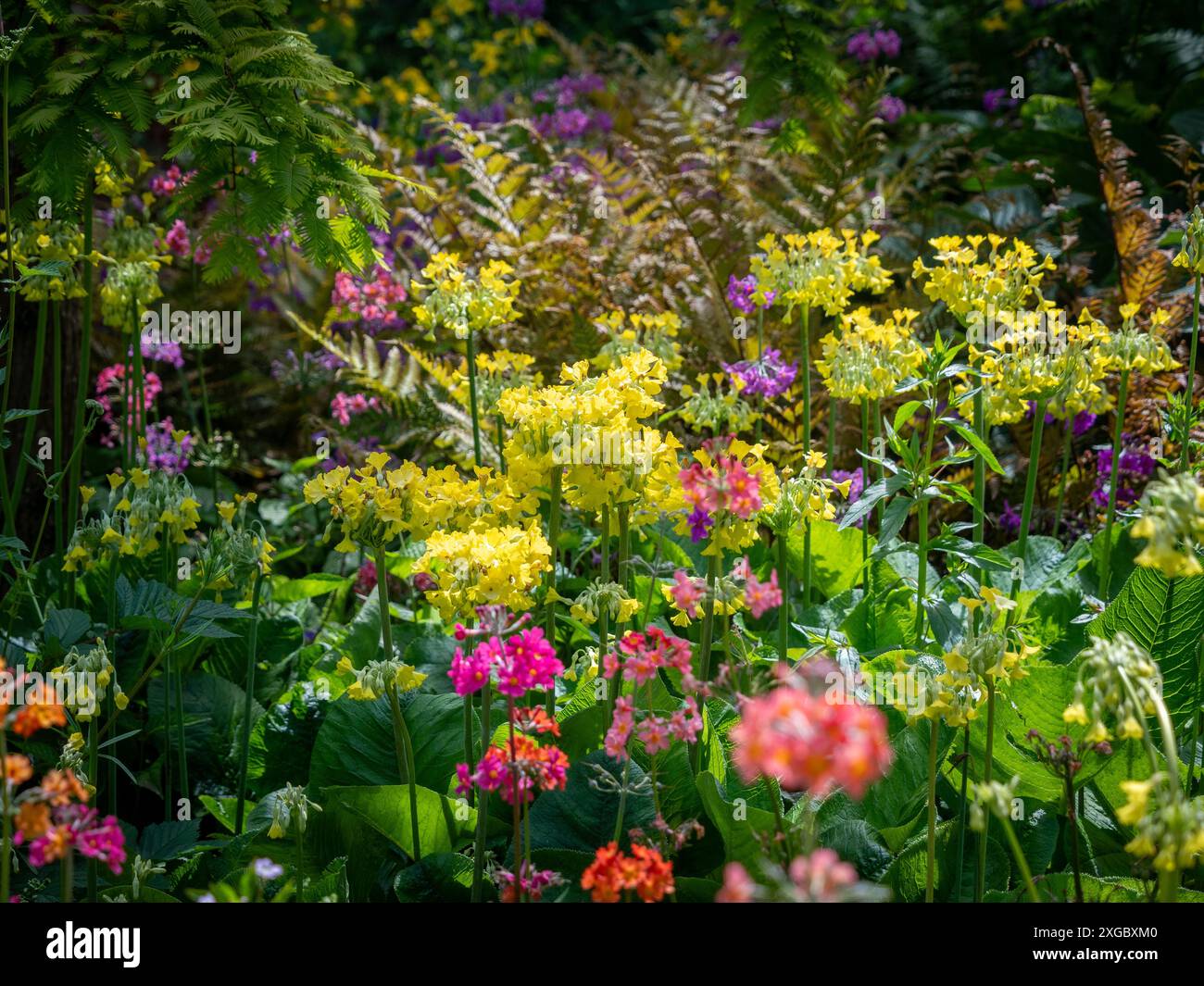 Riesiger Himalaya-Cowslip, der zwischen Himalaya-Primulas in einem britischen Moorgarten wächst. Stockfoto