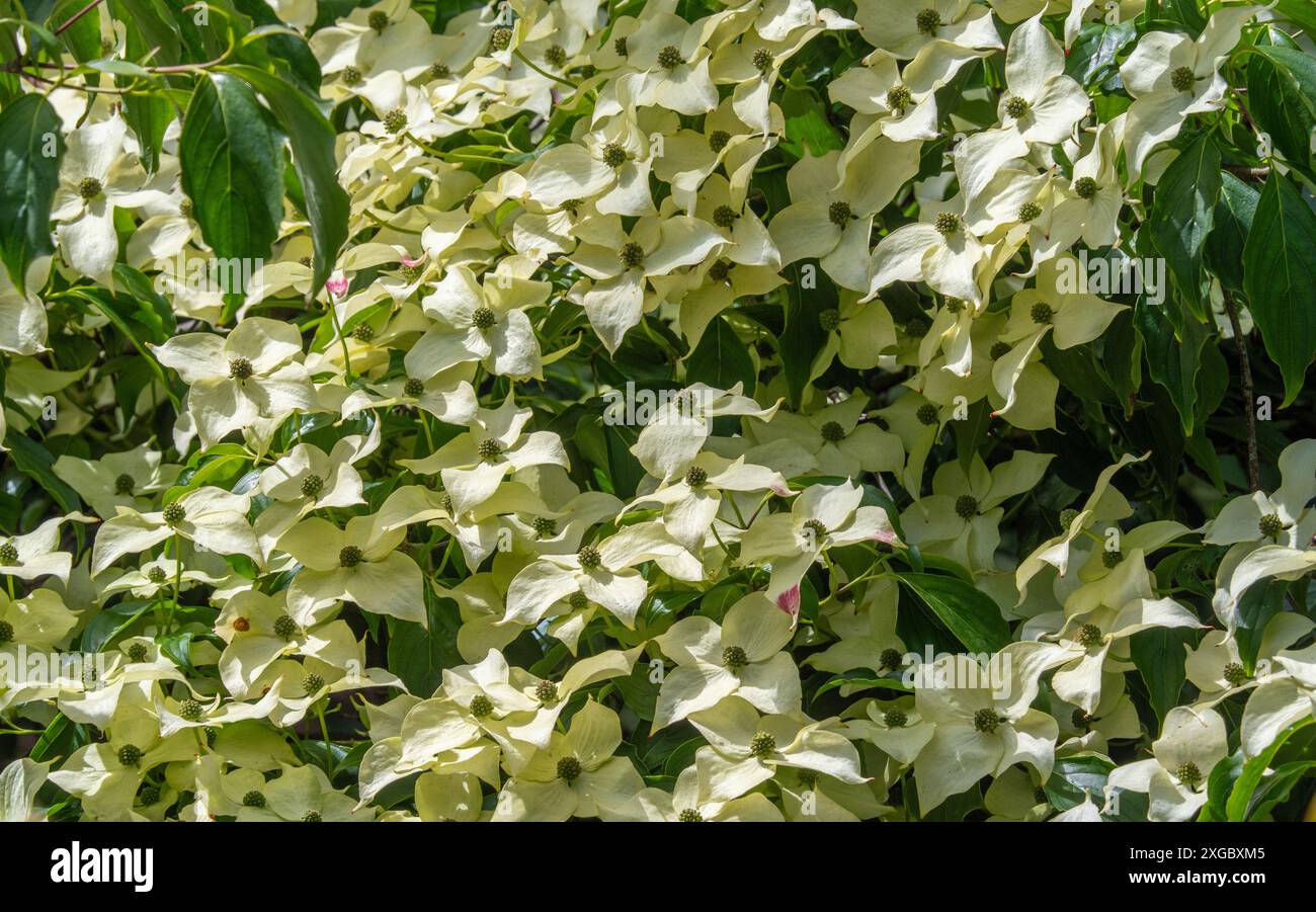 Cornus kousa-Baum mit weißen Deckblättern, der in einem britischen Garten wächst. Stockfoto