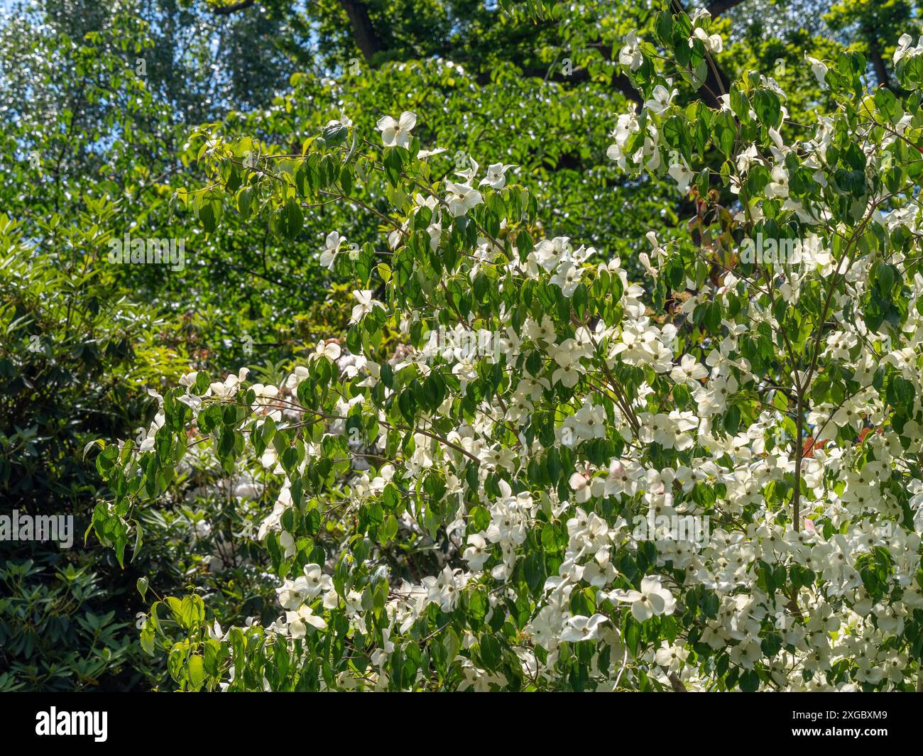 Cornus kousa-Baum mit weißen Deckblättern, der in einem britischen Garten wächst. Stockfoto