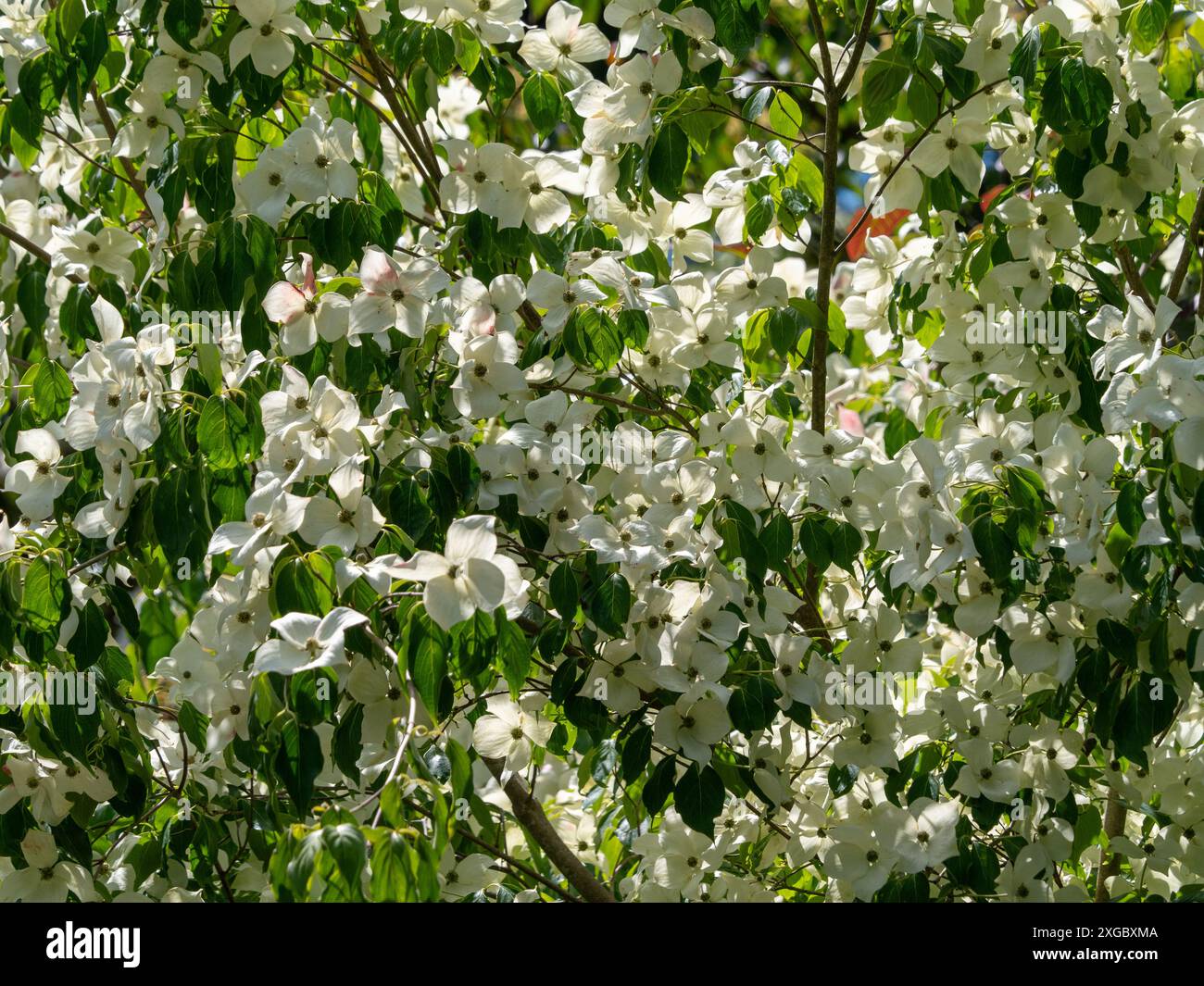 Cornus kousa-Baum mit weißen Deckblättern, der in einem britischen Garten wächst. Stockfoto