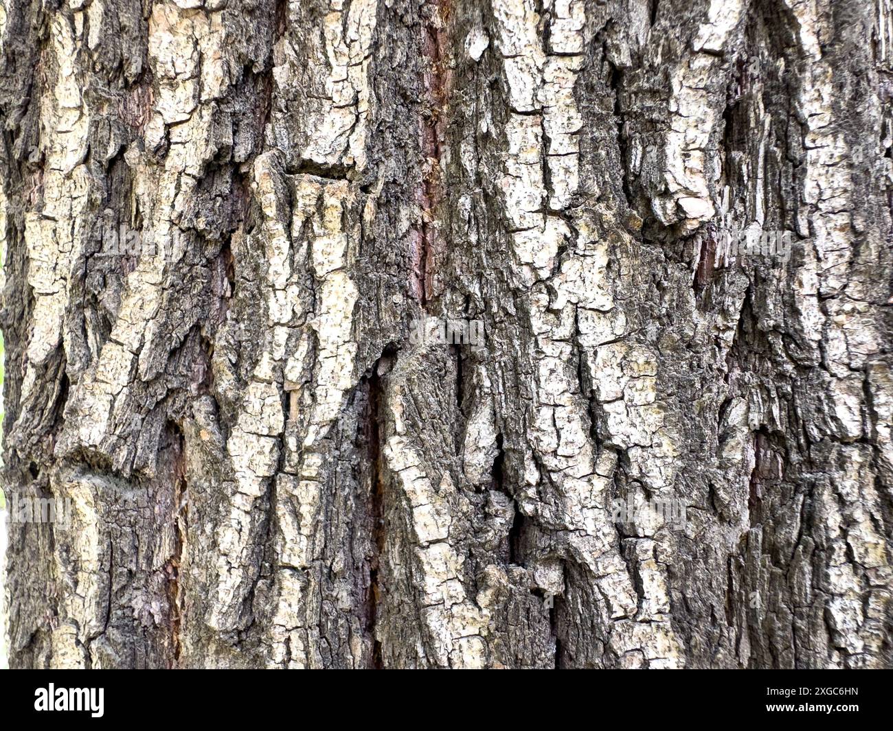 Verwitterte Baumrindenstruktur mit tiefen Rillen. Texturhintergrund. Stockfoto