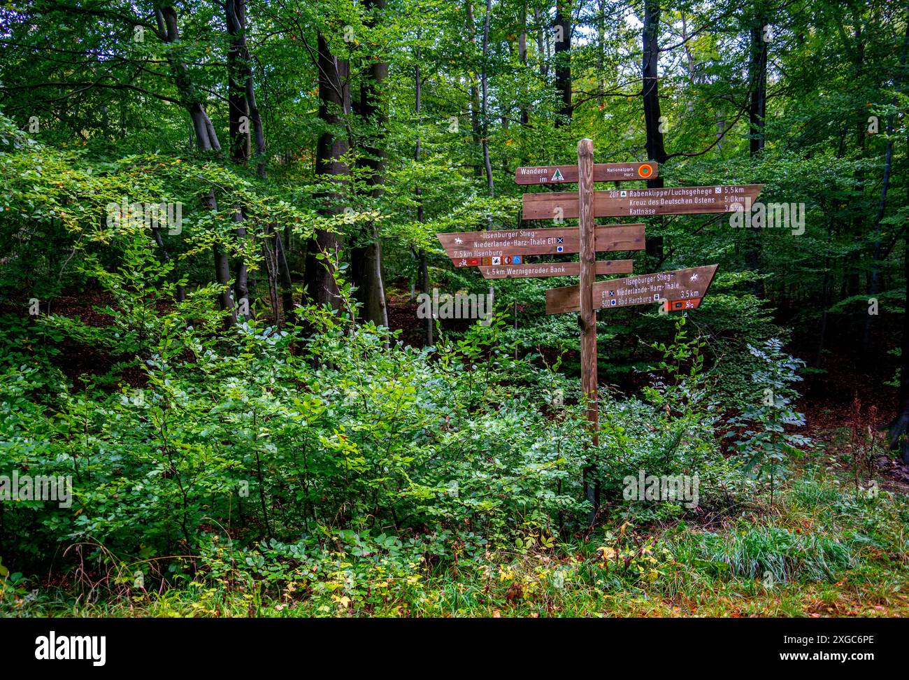 Wanderpfosten im Wald bei Bad Harzburg Stockfoto