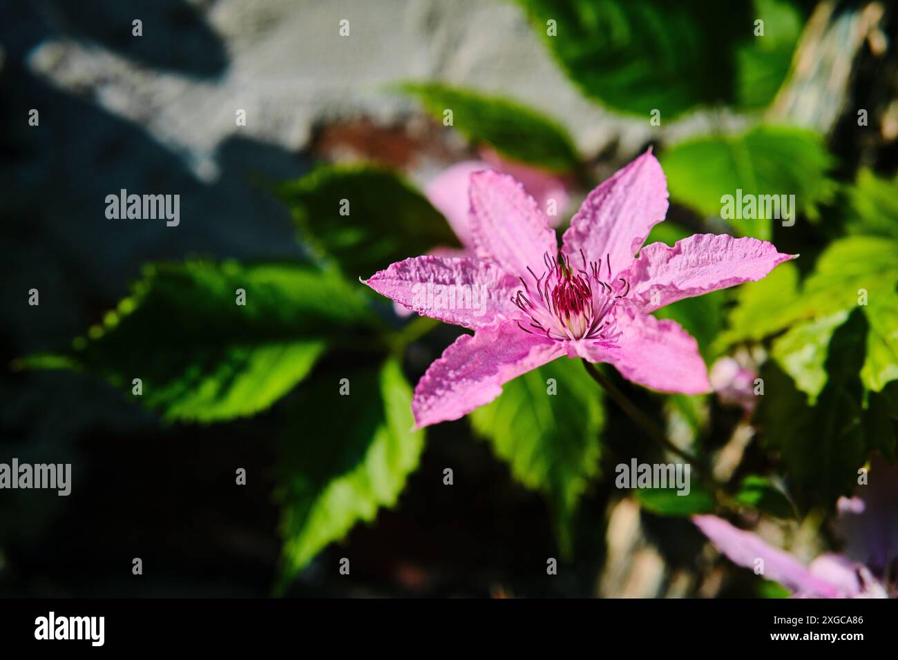 Foto von Clematis, aufgenommen in Juilly Frankreich Stockfoto