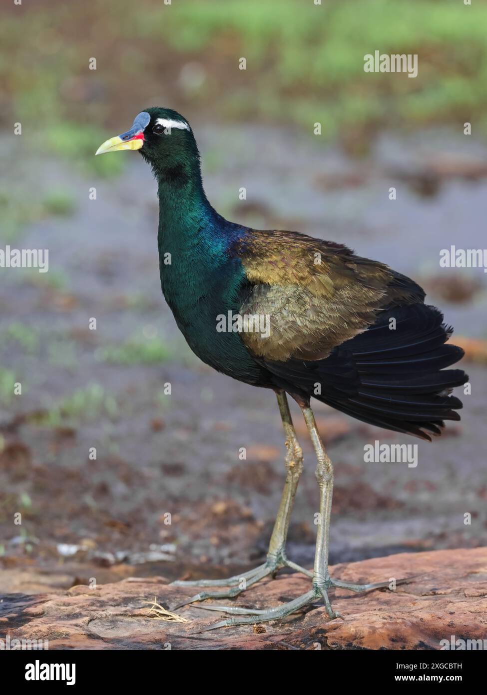 Bronzeflieger Jacana - Ein mittelgroßer Vogel, der in Feuchtgebieten und Sumpfgebieten gefunden wird. Stockfoto