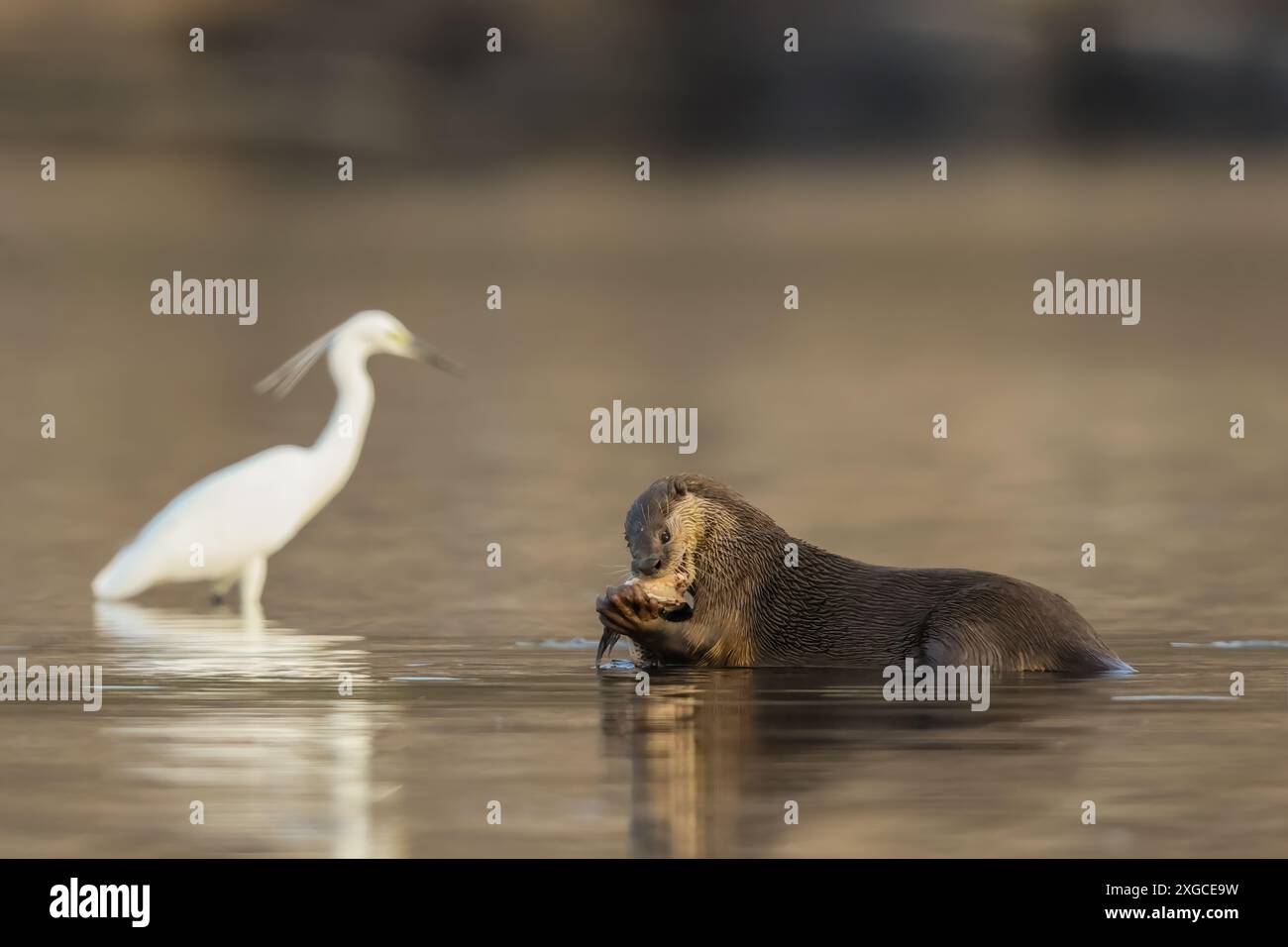 Glatte Otter - ist eine Süßwasserart aus Regionen Süd- und Südwestasiens. Sie wurde auf der Roten Liste der IUCN als „verletzlich“ eingestuft. Stockfoto