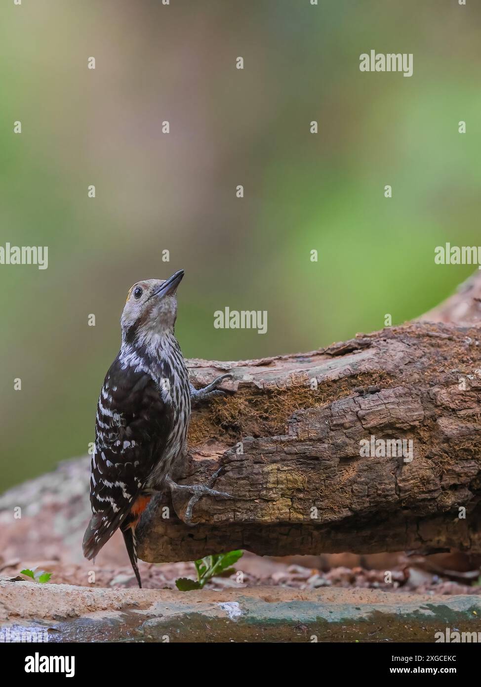 Der Braunspecht ist eine Vogelart aus der Familie der Picidae. Sie erstreckt sich über die nördlichen Regionen des indischen Subkontinents. Stockfoto