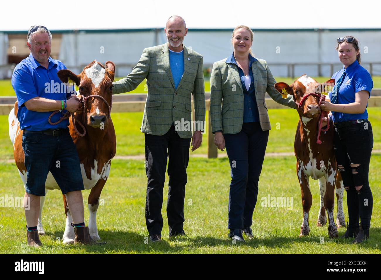 Harrogate, Großbritannien, 8. Juli 2024. Ayrshire Cattle with Models; Keith French und Amanda Marsend von der Farm to Fashion Show in Yorkshire Agricultural Society (YAS) Tweed vor der Eröffnung der ausverkauften Great Yoskhire Show 2024, die vom 9. Bis 12. Juli auf dem Yorkshire Showground in Harrogate, England stattfindet. Quelle: Thomas Holmes/Alamy Live News Stockfoto