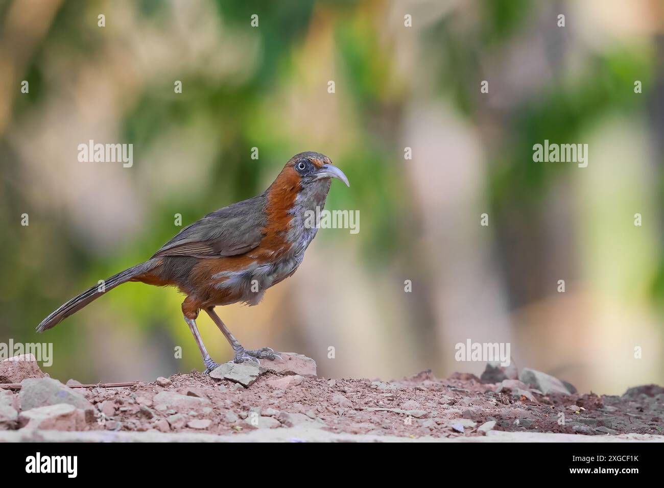 Rostwangen-Scimitar Babbler - gefunden in der Himalaya-Region Indiens. Stockfoto