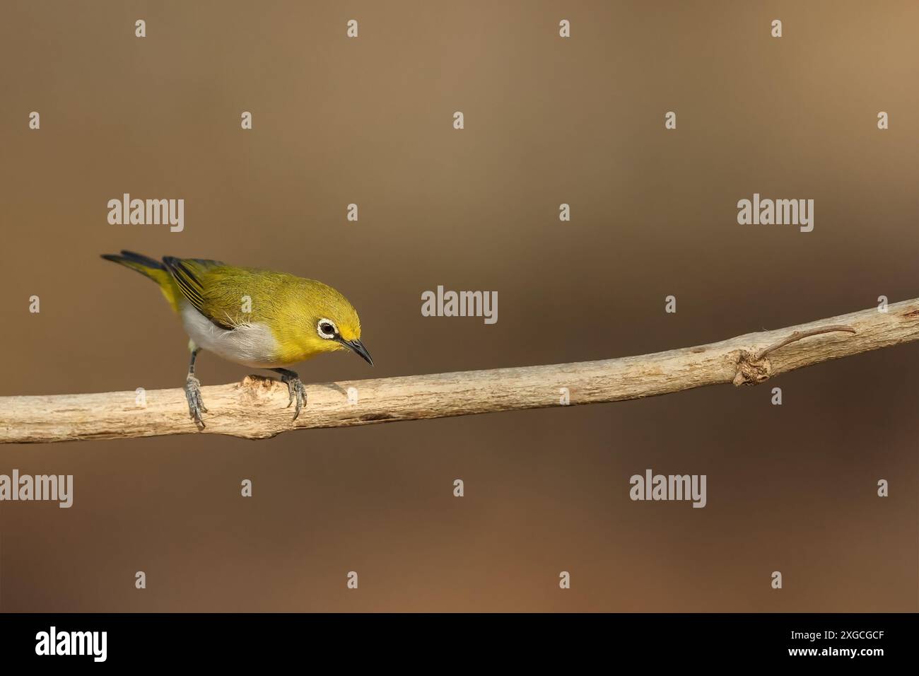 Das Indian White Eye, früher Oriental White Eye, ist ein kleiner Vogel. Sie ist ein ansässiger Züchter im offenen Wald und ernährt sich von Nektar und kleinen Insekten. Stockfoto