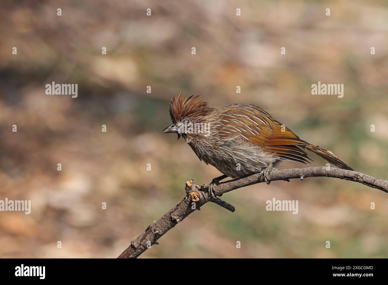 Der gestreifte Lachthrush ist ein Vogel aus der Familie Leiothrichidae. Sie kommt in den nördlichen gemäßigten Regionen des indischen Subkontinents vor. Stockfoto