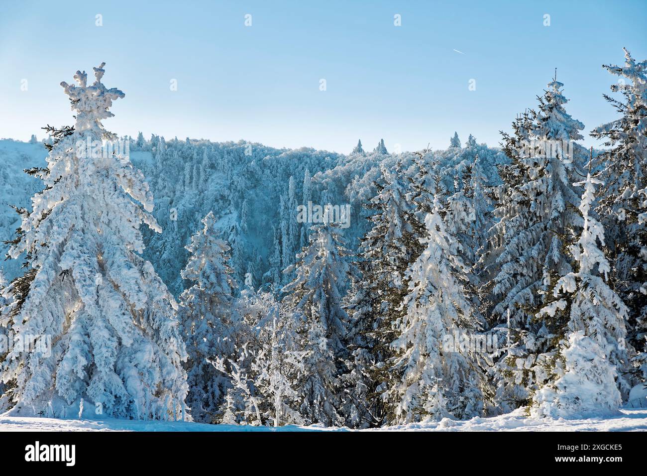 Frankreich, Vogesen (88), regionaler Naturpark Ballons des Vosges, Skigebiet Le Valtin, La Schlucht, Les Trois Fours 1246 m, Tanne unter Eis und Schnee Stockfoto