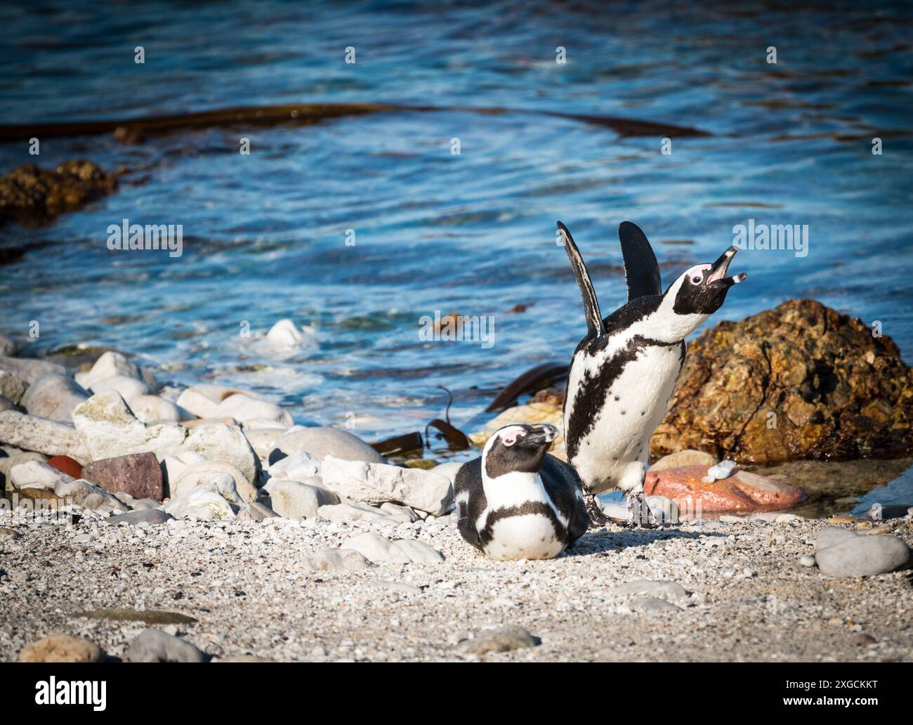 Afrikaner, Kap, Südafrika, Eselpinguine (Spheniscus demersus) paaren oder zwei aus nächster Nähe an einem Strand in Betty's Bay, Western Cape, Südafrika Stockfoto