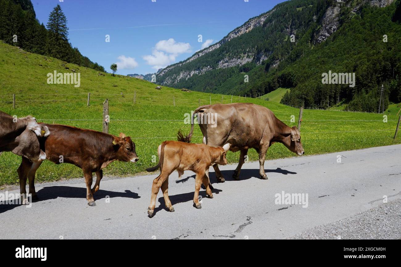 Anton Geisser 08.07.2024 OW Schweiz. Bild : Kuh mit Kaelber auf einer Straße *** Anton Geisser 08 07 2024 OW Schweiz Bild Kuh mit Kalb auf einer Straße Stockfoto