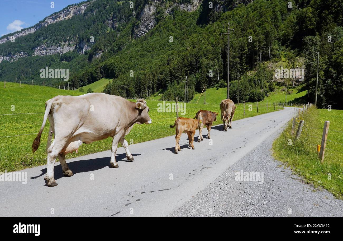 Anton Geisser 08.07.2024 OW Schweiz. Bild : Kuh mit Kaelber auf einer Straße *** Anton Geisser 08 07 2024 OW Schweiz Bild Kuh mit Kalb auf einer Straße Stockfoto