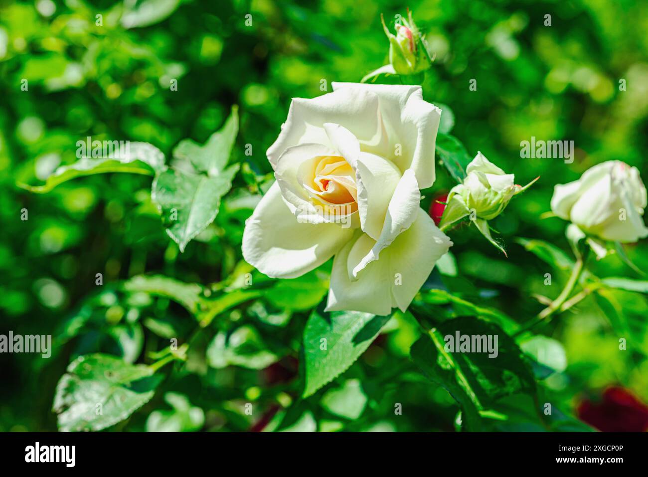 Blühende Rosen wachsen im Garten. Frühlingsgarten, Outdoor-Konzept Hintergrund, Blumenstil. Wunderschöne Naturtapete Stockfoto