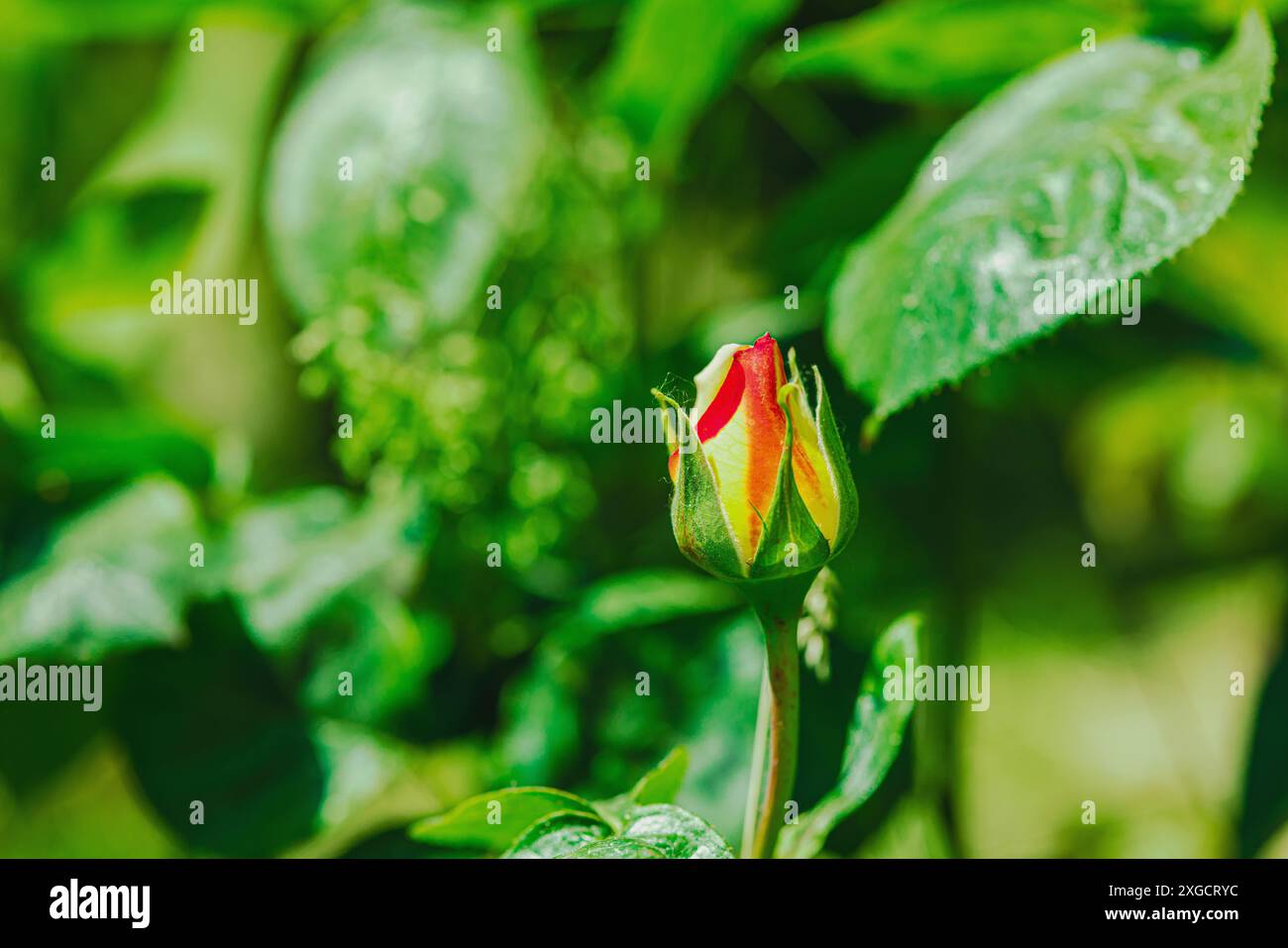 Blühende Rosen wachsen im Garten. Frühlingsgarten, Outdoor-Konzept Hintergrund, Blumenstil. Wunderschöne Naturtapete Stockfoto