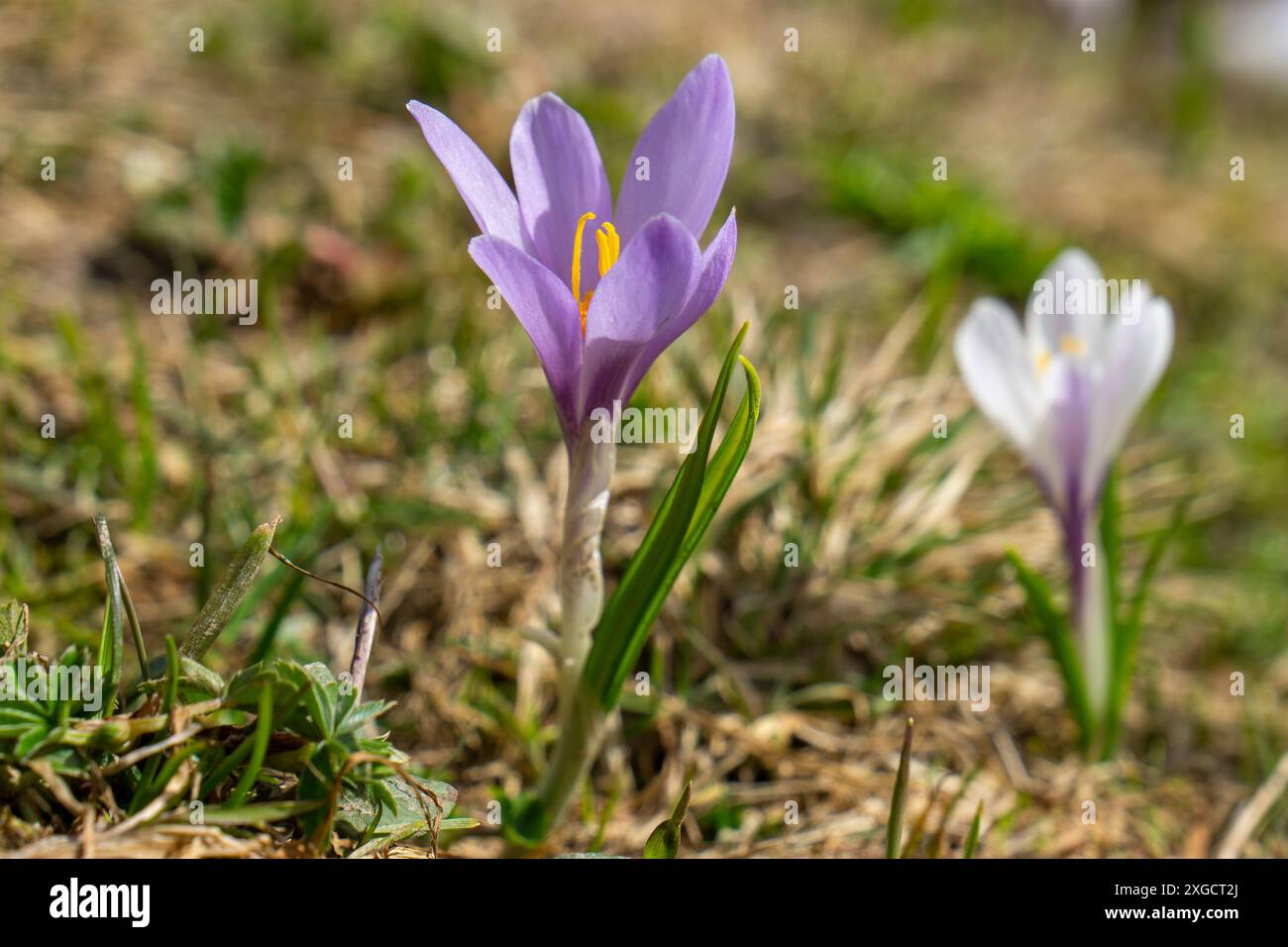 Schöner weißer Krokus wächst durch Schnee, Krokusse im Frühjahr, der Schnee schmilzt und die Krokusse blühen auf der frischen grünen Wiese, Winter End, Krokusse Stockfoto