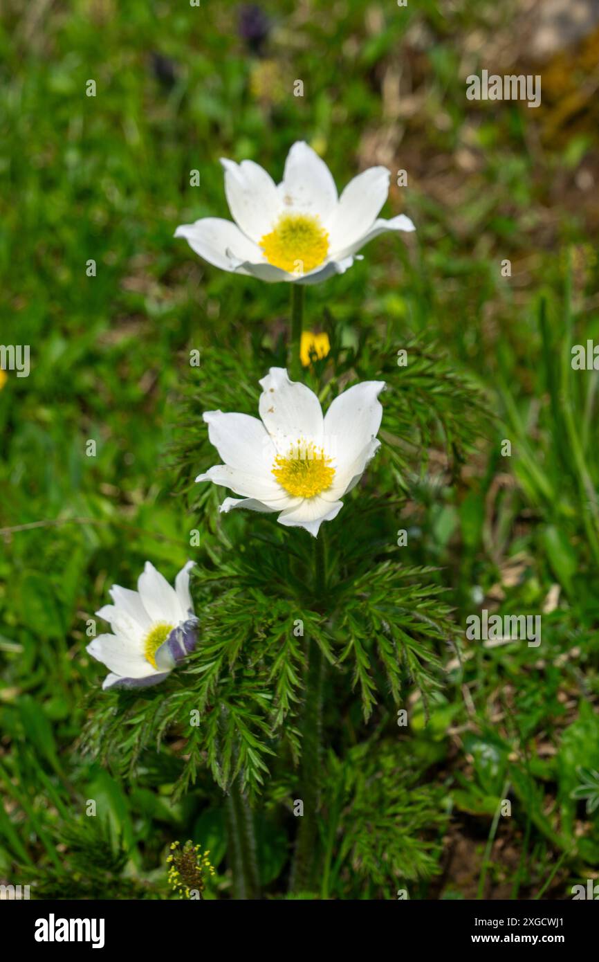 Die Alpenpaqueflower oder Alpenpaqueflower, auch bekannt als Alpenanemone, ist eine Pflanzenart aus der Gattung Pasqueflower innerhalb der Butterblume Stockfoto