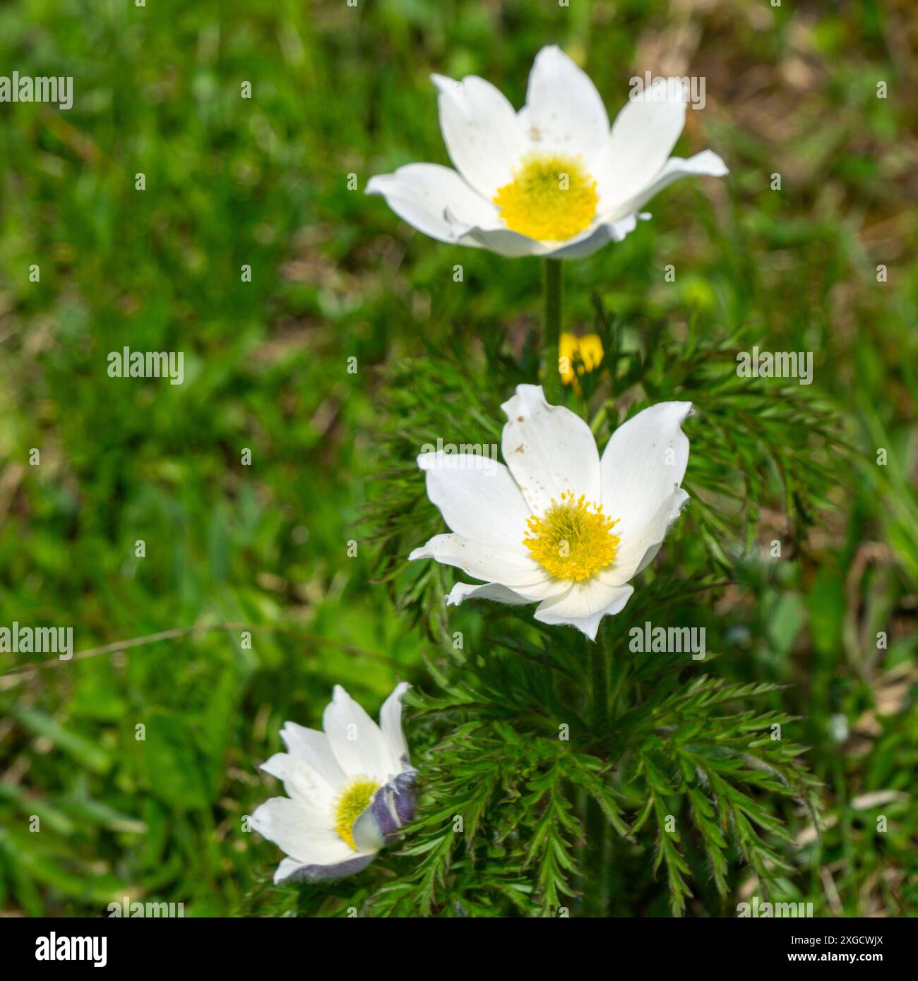 Die Alpenpaqueflower oder Alpenpaqueflower, auch bekannt als Alpenanemone, ist eine Pflanzenart aus der Gattung Pasqueflower innerhalb der Butterblume Stockfoto