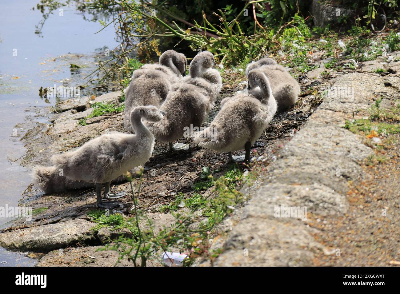 Eine Gruppe von Zygneten oder jungen Schwänen, die sich am Ufer neben einem Wasserweg entspannen und sich vorbereiten. Stockfoto