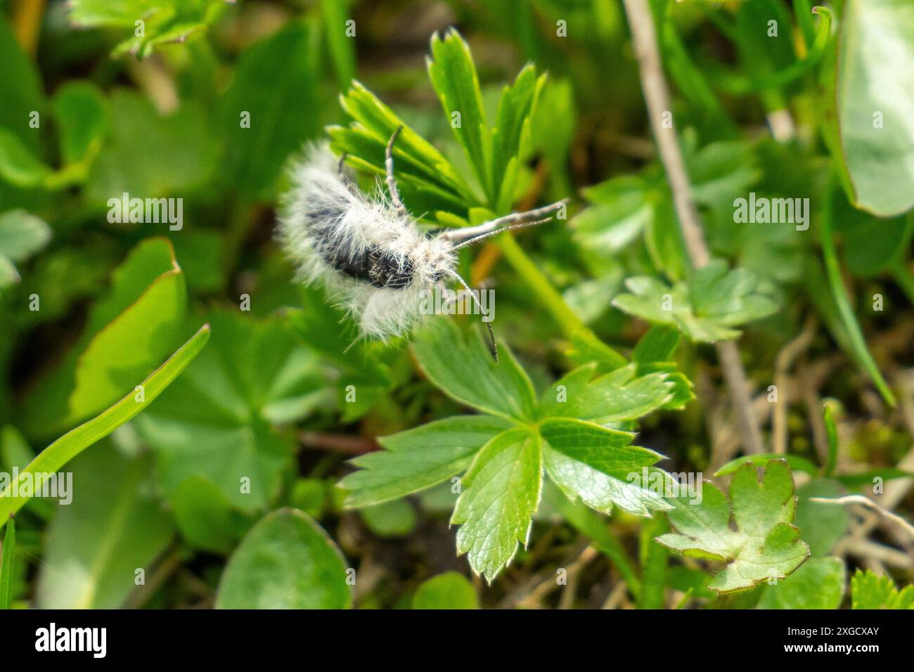 Schwarz-weißes flügelloses Weibchen der alpinen Fettfalter, Insekt in den österreichischen Alpen, mit dem wissenschaftlichen Namen Lycia alpina Stockfoto