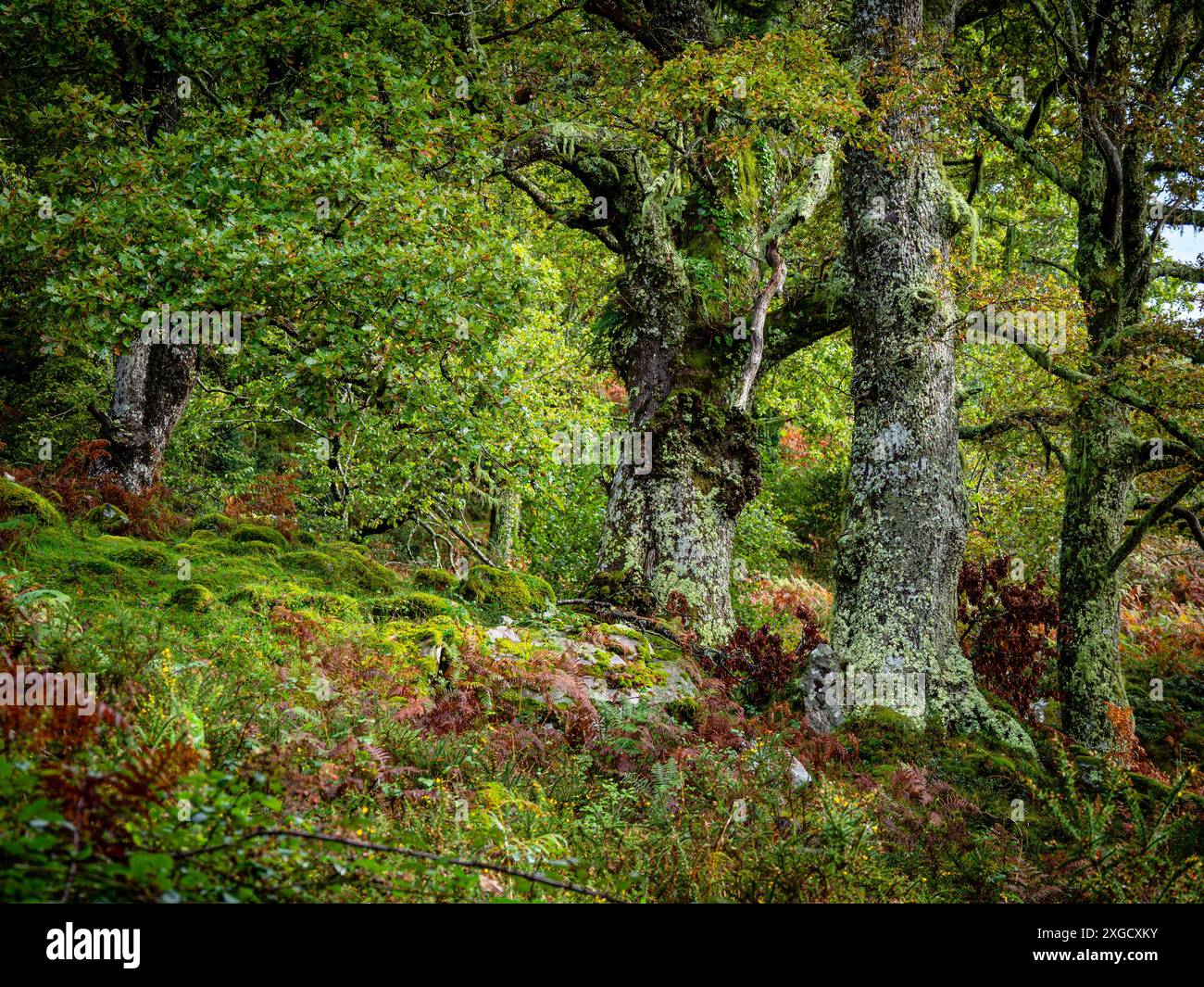 Eichenwald Ucieda, Naturpark Saja-Besaya, Kantabrien, Spanien. Stockfoto