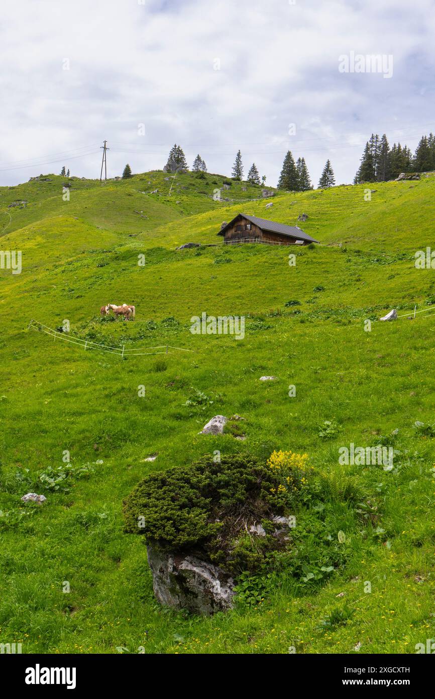Pferde auf steilem Hang von den österreichischen alpen, mit grüner Wiese bis zum Berggipfel und kleinem hölzernen Almhof, blühende Weide Stockfoto