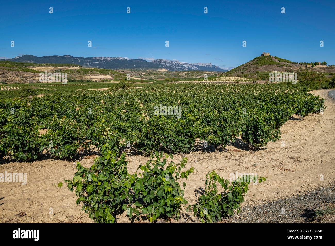 Weinberg, in der Nähe von Briones, Ebro-Tal, La Rioja, Spanien, Europa. Stockfoto