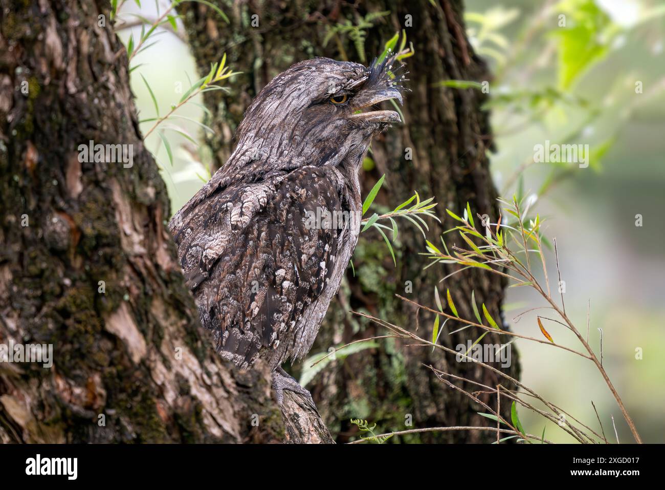 Tawny Frogmouth - Podargus strigoides, ein einzigartiger großer nächtlicher Vogel aus australischen Wäldern und Wäldern. Stockfoto