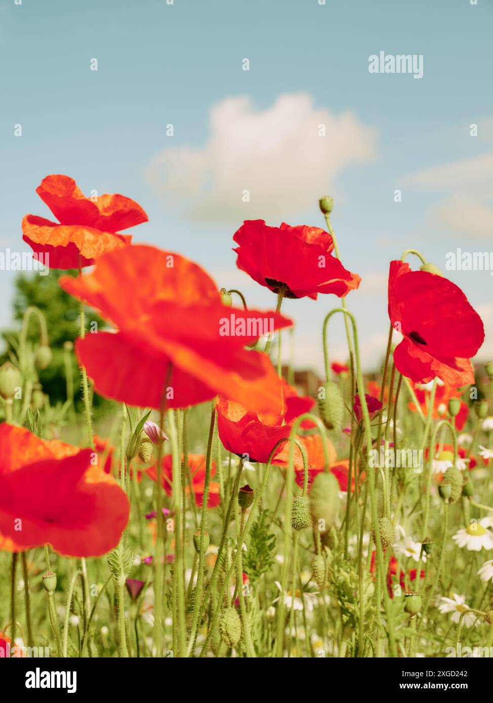 Sommer Wildblumenwiesen Flora Natur Hintergrund - rote Mohnblumen Stockfoto