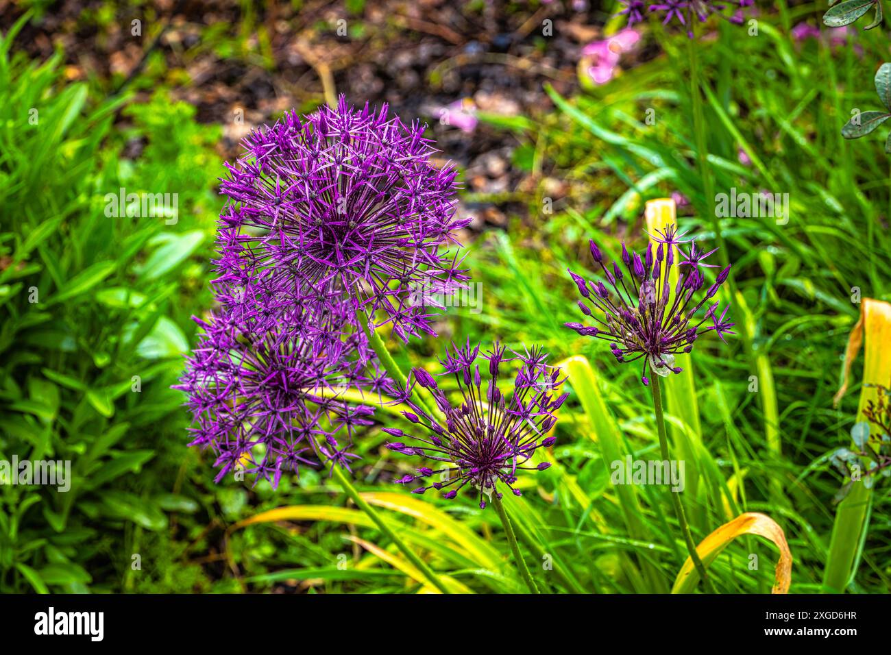 Violette Blüte von wildem Knoblauch, der im Garten angebaut wird. Latium, Italien, Europa Stockfoto