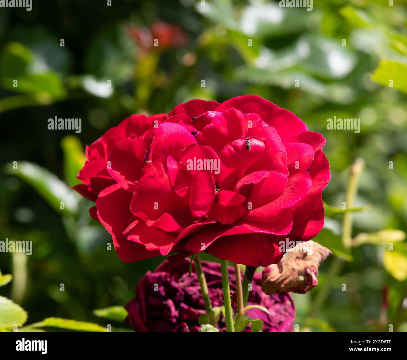 Rosa Sympathie Stockfoto