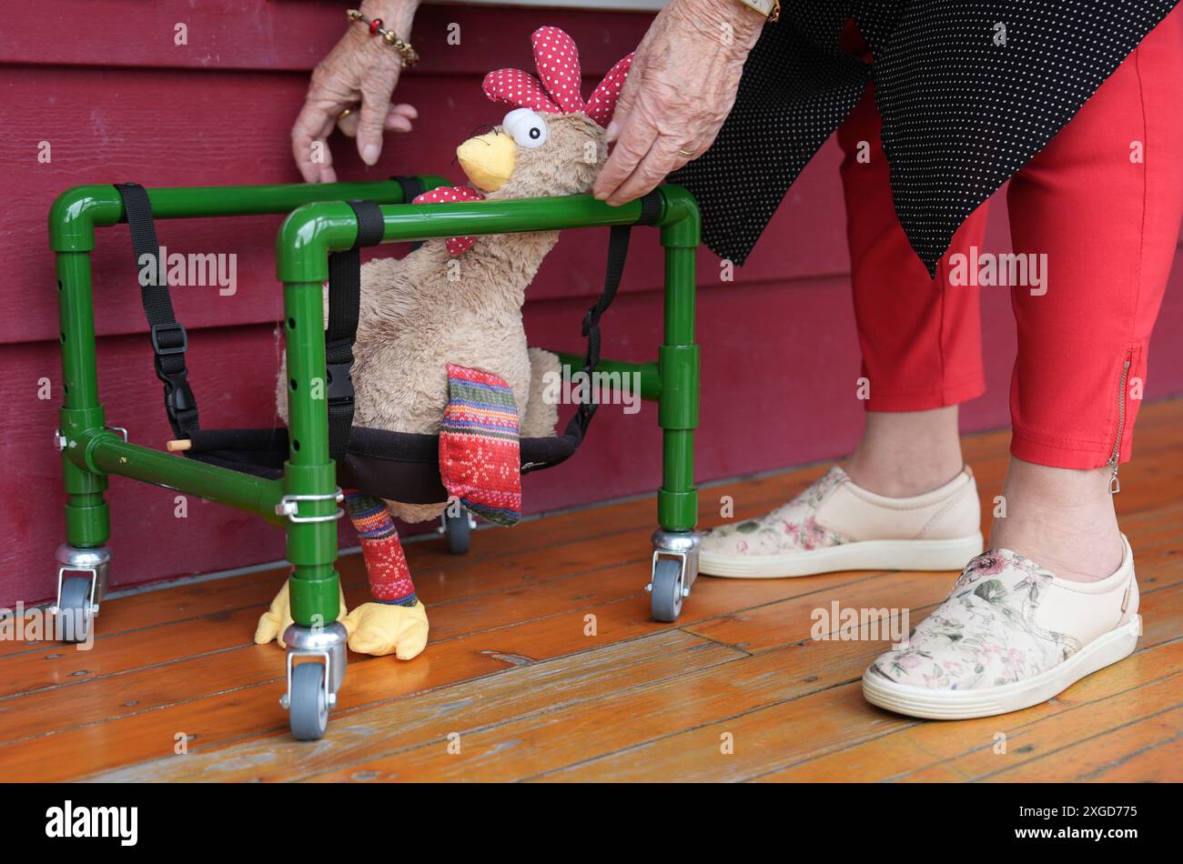 PRODUKTION - 03. Juli 2024, Schleswig-Holstein, Großenbrode: Auf der Veranda des Hühnerdorfes Angelika Regenstein steht ein Gehhilfen für verletzte oder schwache Hühner. Sieben Hühner und zwei Hähne bevölkern derzeit Regensteins Garten in Großenbrode im Landkreis Ostholstein. „Hier haben sie Tageslicht, Sonnenschein und frische Luft, sie können herumlaufen, picken, im Sand kratzen und ein Sandbad nehmen“, sagt Regenstein. Bis jetzt haben die Tiere ihr Leben in der Fabrikzucht mit neun Hühnern pro Quadratmeter verbracht. Foto: Marcus Brandt/dpa Stockfoto