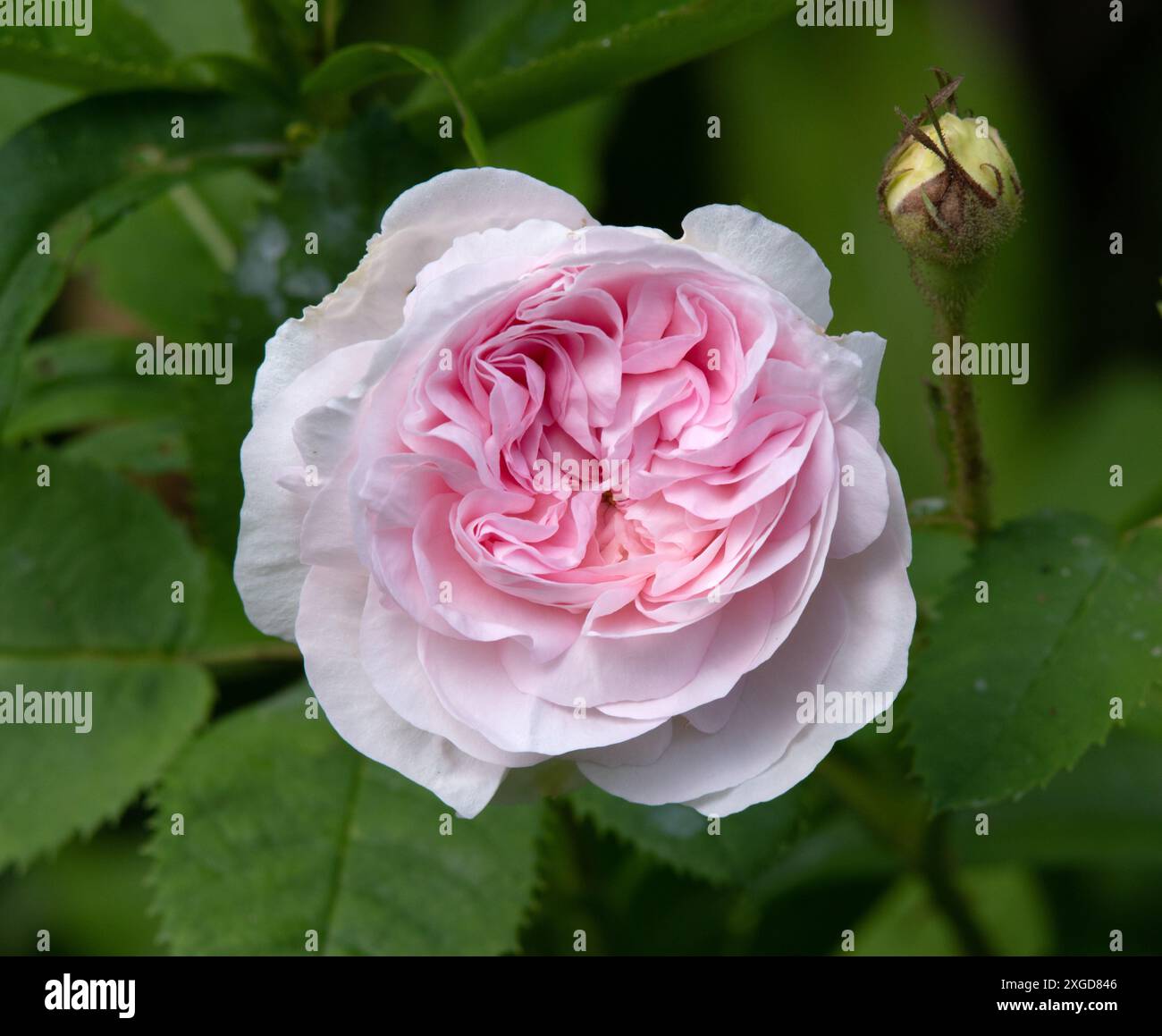 Rosa Blanche Fleur Stockfoto