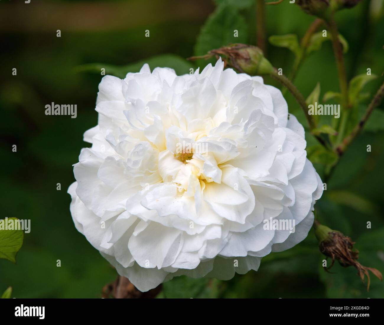 Rosa „Madame Legras de St. Germain“ Stockfoto