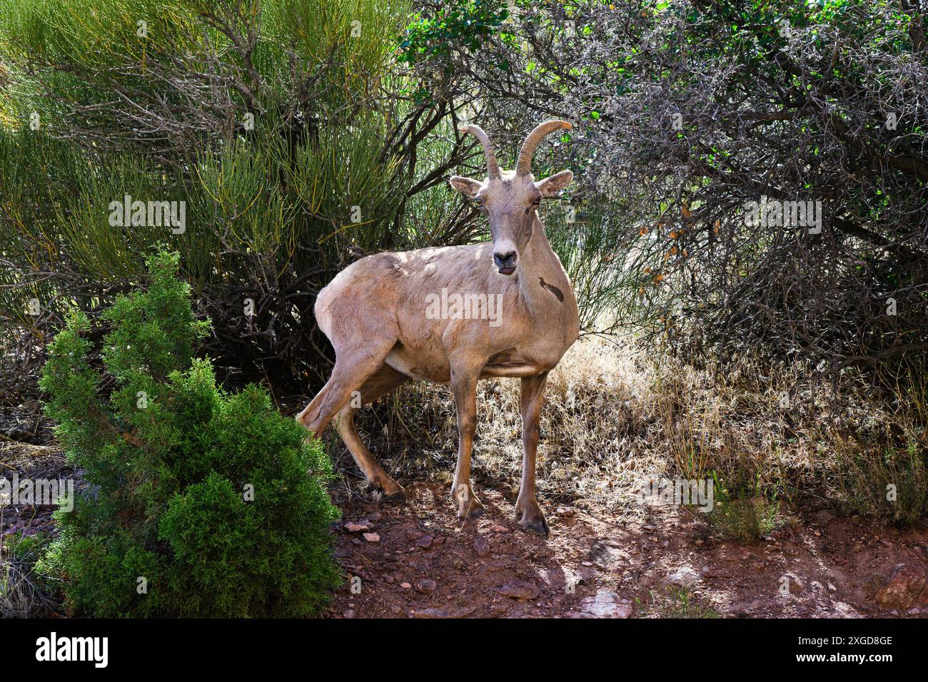 Wildwüstenschafe in der Wildnis am Colorado National Monument Stockfoto