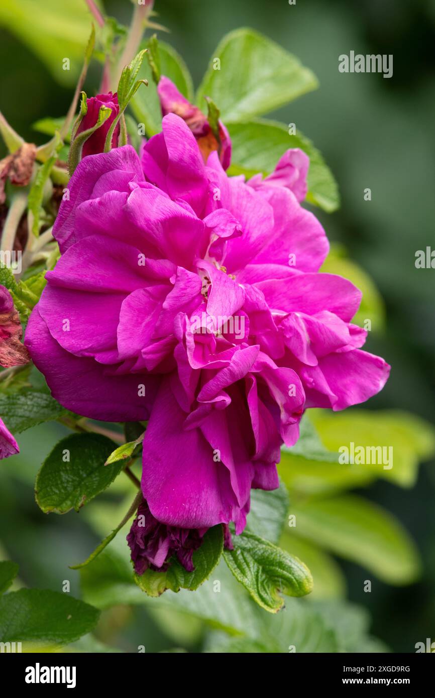 Rosa Rugosa Hansa Stockfoto