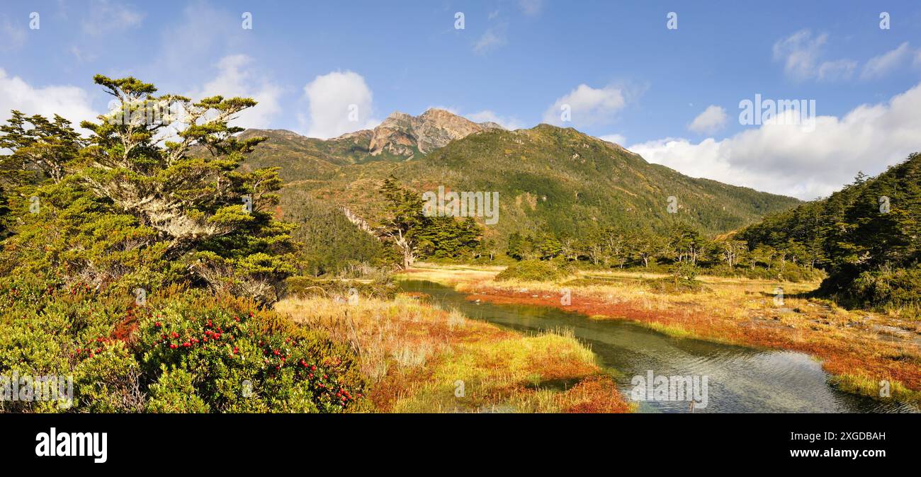 Gaultheria mucronata Sträucher im Vordergrund, Ainsworth Bay, Alberto de Agostini Nationalpark, Feuerland, Patagonien, Chile, Südamerika Stockfoto