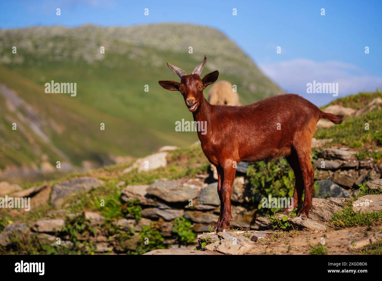 Ziege, Savoie, Auvergne Rhone-Alpes, Frankreich, Europa Stockfoto