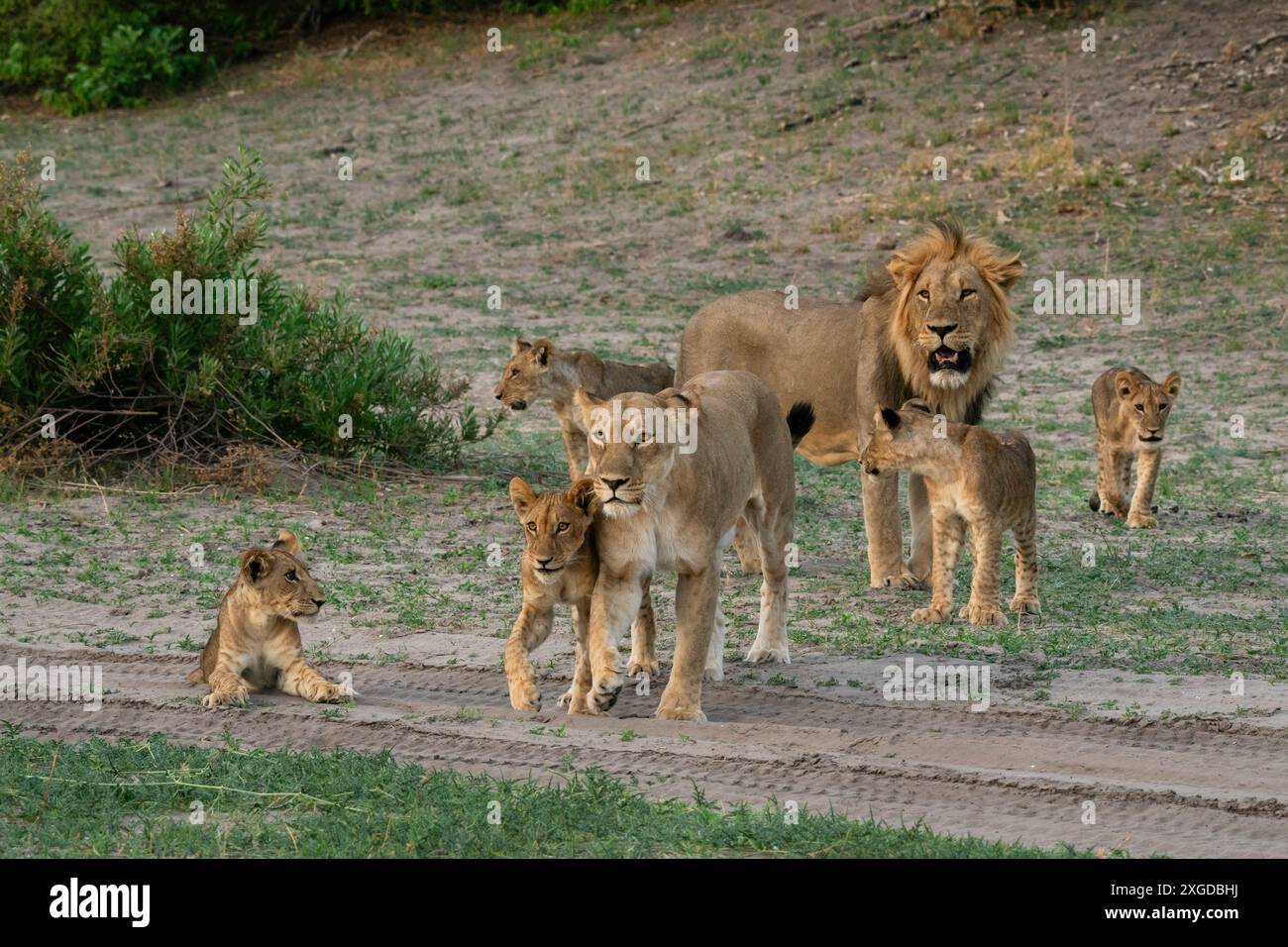 Löwenstolz (Panthera leo), Savuti, Chobe Nationalpark, Botswana, Afrika Stockfoto Löwenstolz (Panthera leo), Savuti, Chobe Nationalpark, Botswana, Afrika Stockfoto