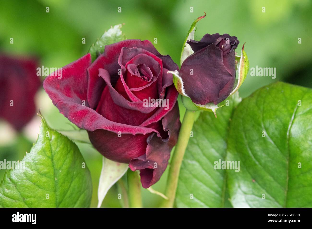 Rosa „Black Baccara“ Stockfoto