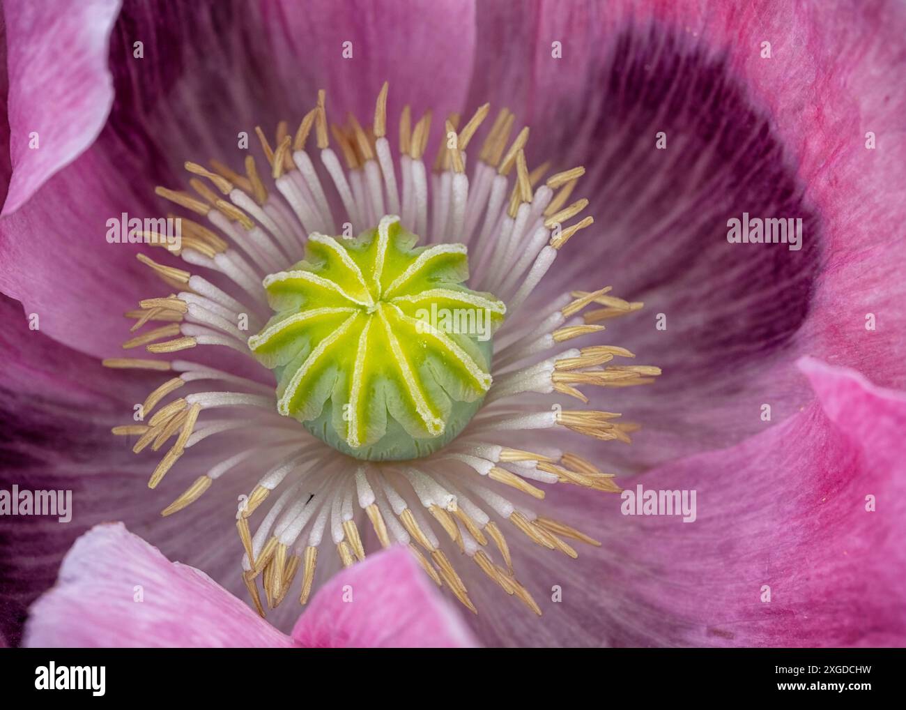 Mohn Stockfoto