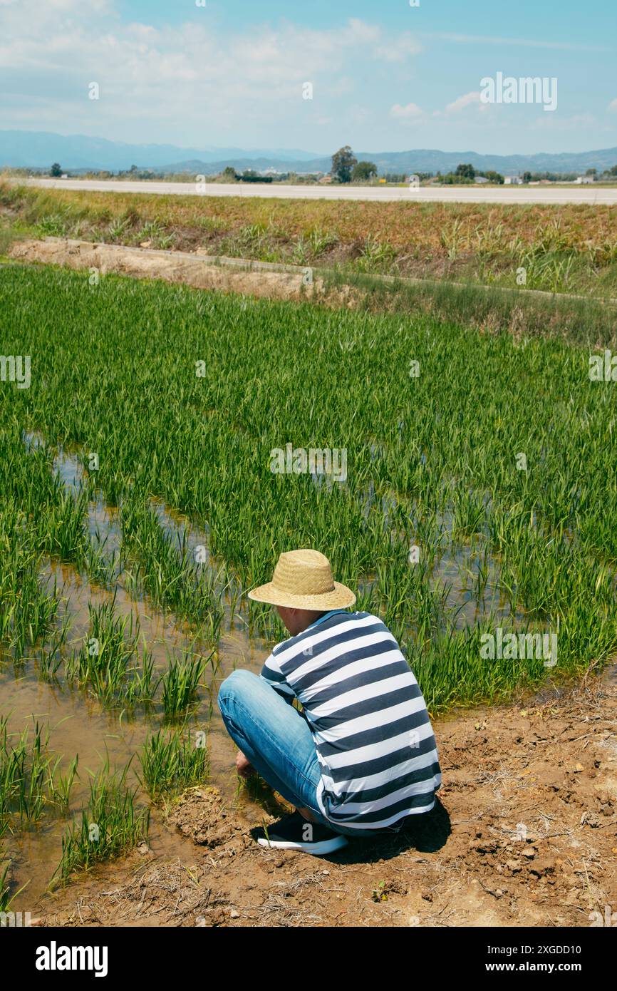 Mann, mit Strohhut, auf einem feuchten Reisfeld mit Setzlingen, die im Ebro-Delta gepflanzt wurden, in Katalonien, Spanien Stockfoto