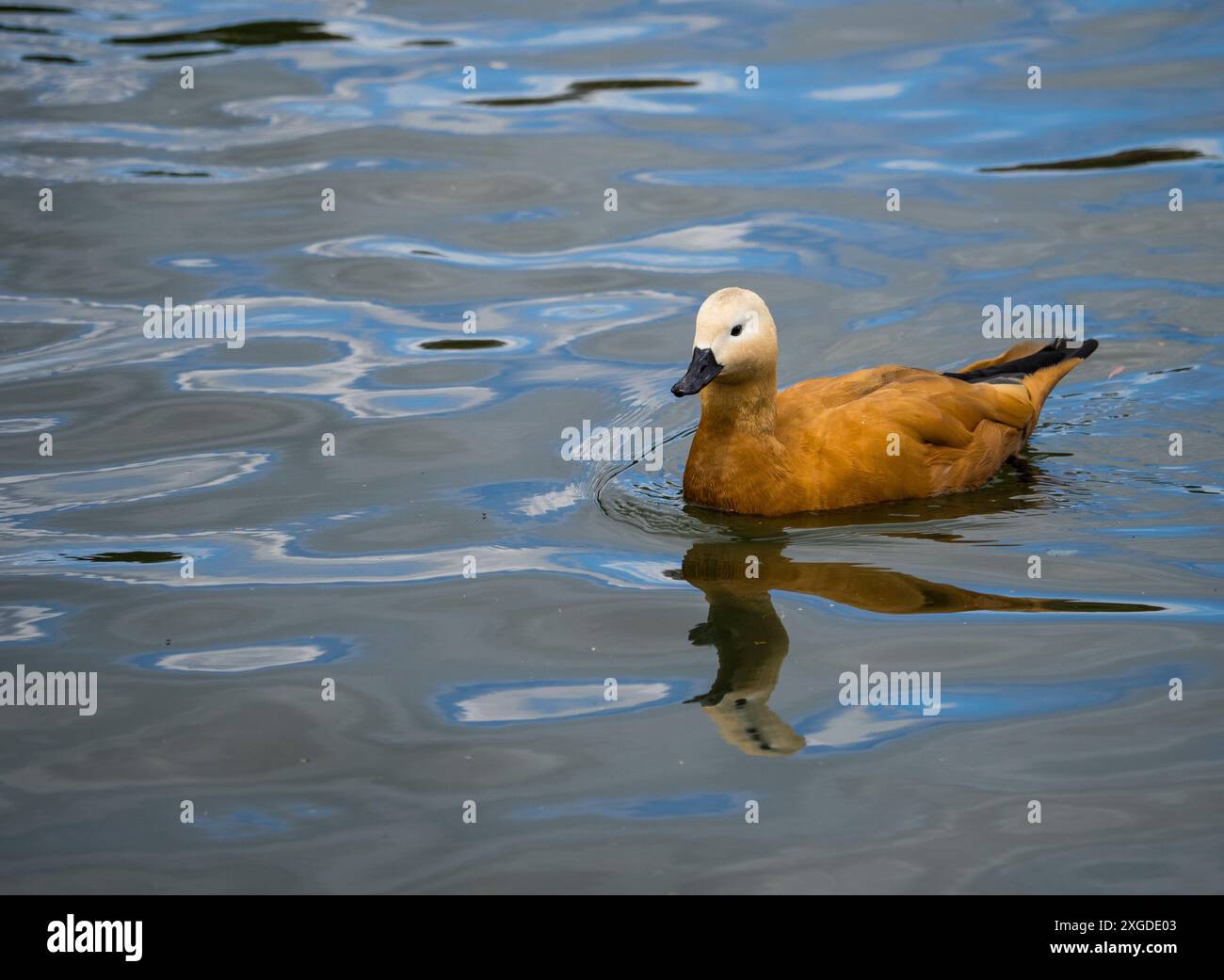 Ruddy Shelduck möglich verloren, Themse, Caversham, Reading, Berkshire, England, Großbritannien, GB. Stockfoto