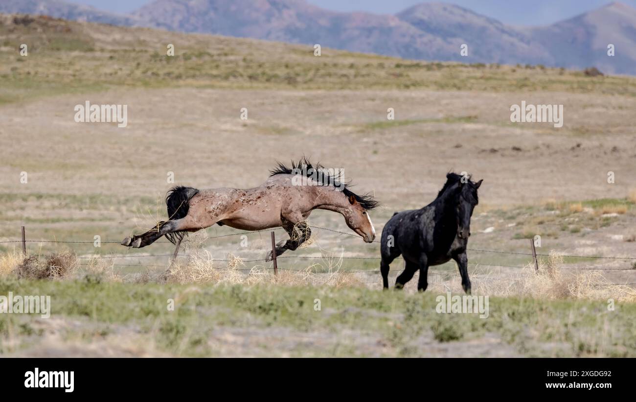 Die Wildpferdeherde des Onaqui Mountain hat eine leichte bis mittelschwere Struktur und ist in Farben wie Sauerampfer, roan, Buchleder, Schwarz, Palomino, und grau. Stockfoto