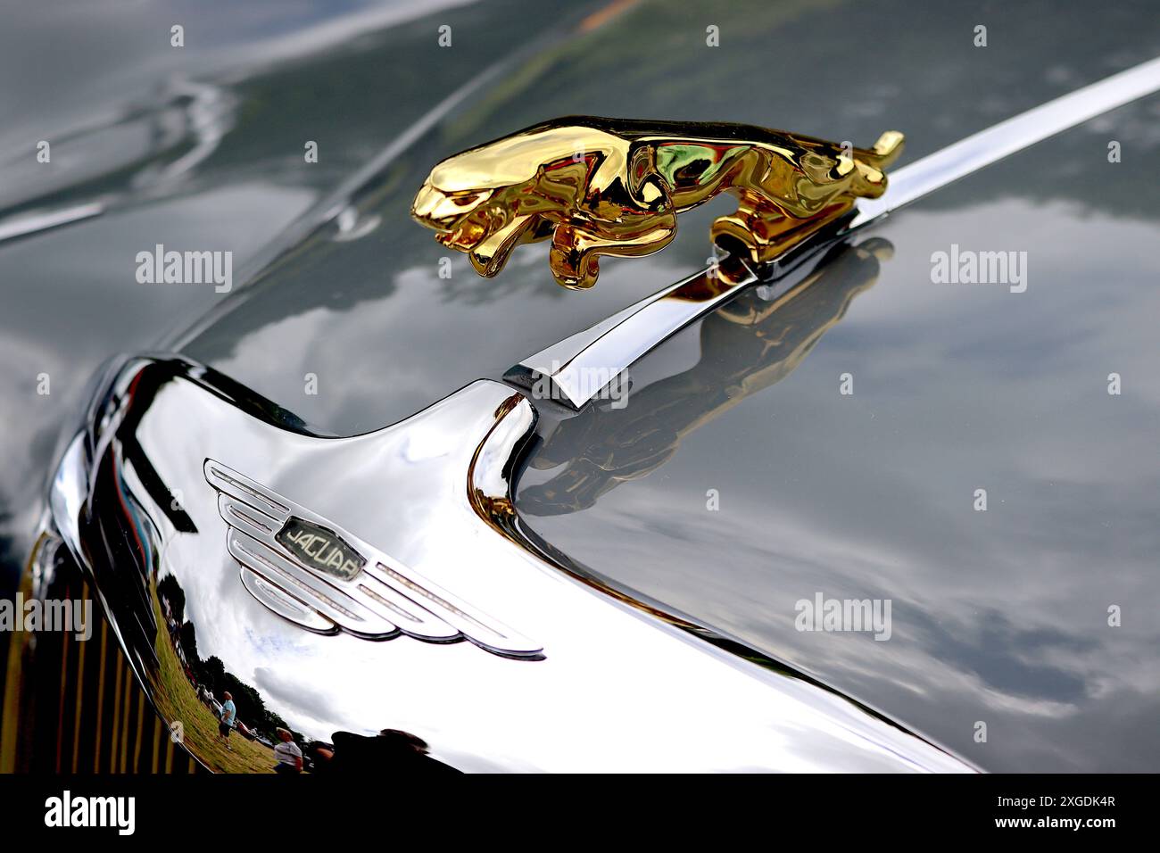 Nahaufnahme eines vergoldeten, springenden Maskottchens der Motorhaube eines Jaguar MkVIII aus dem Jahr 1958 im Kontrast zum verchromten Kühlergrill und der Verkleidung der Motorhaube. Stockfoto