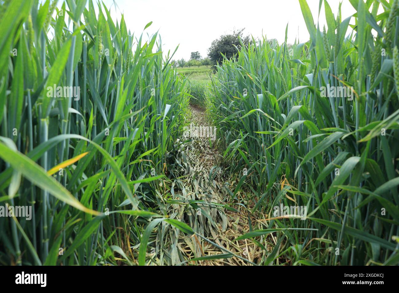 Ich schaue durch die Spur in einem Getreidefeld Stockfoto