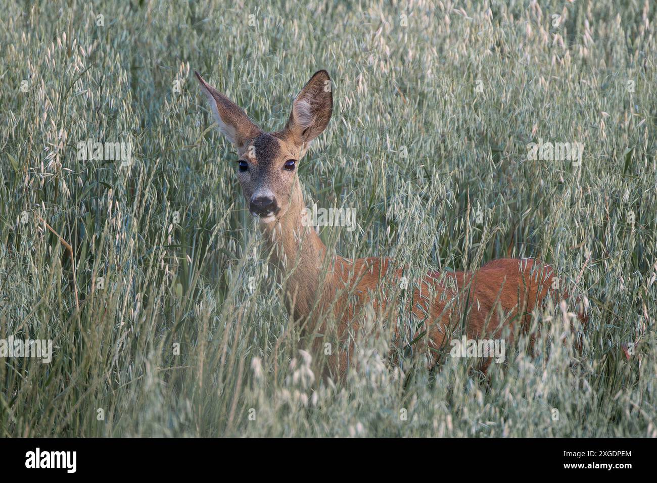 Neugierige weibliche Rehe auf dem Feld (Capreolus capreolus) Stockfoto