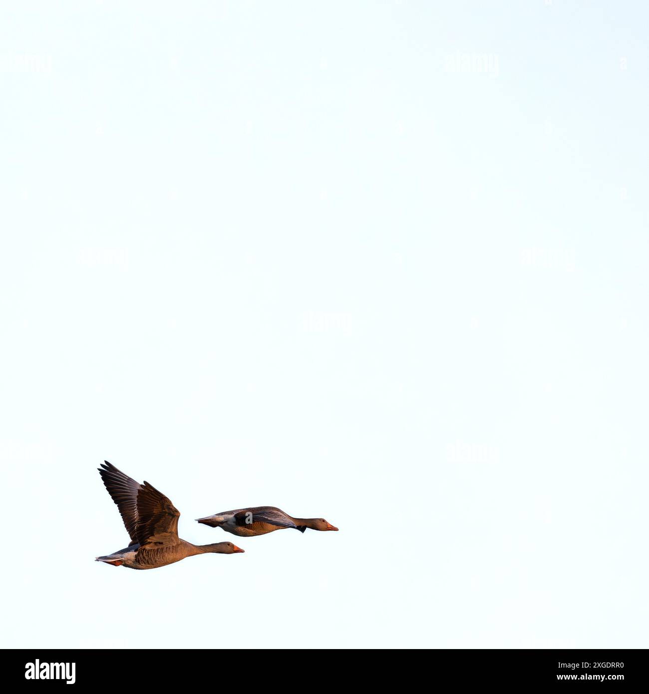 Zwei fliegende Gänsevögel in der unteren Ecke mit Kopierraum und weißem Hintergrund Stockfoto