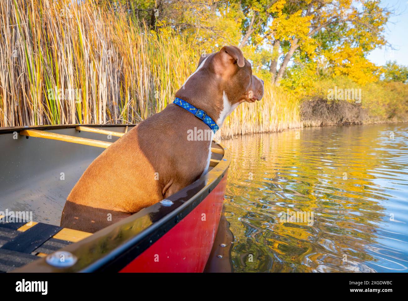 Rote Kanu- und Grube Stier Terrier etwas aufpassen auf den See, Herbst Landschaft in Colorado Stockfoto